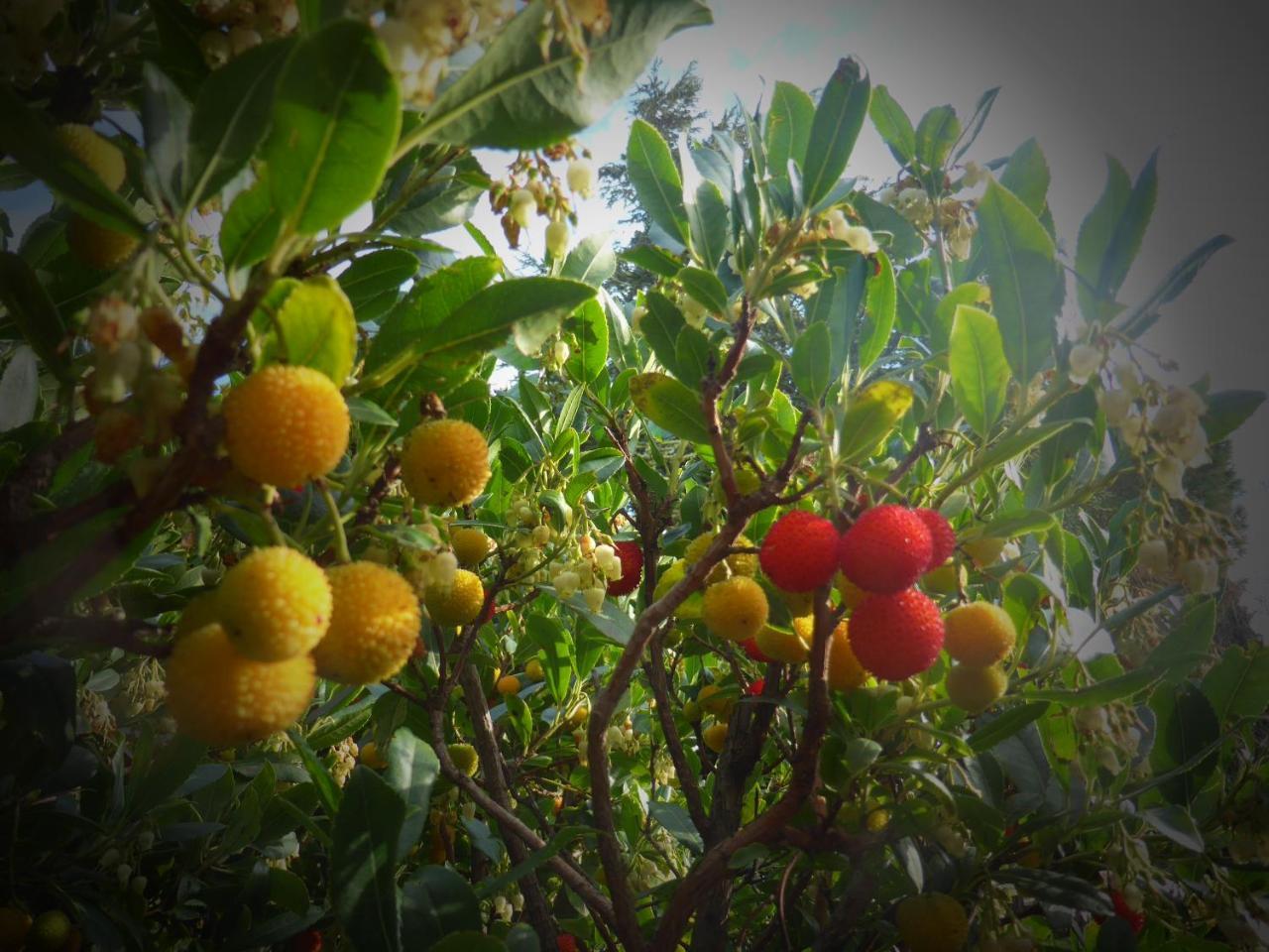 Le Mas De La Soie Violes Ngoại thất bức ảnh